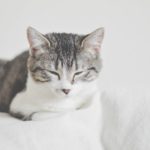 Best Cats For Busy Lifestyle