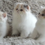 Top 3 Cat Litter That All Persian Cats Will Love