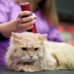 Top 3 Pet Clippers For Persian Cat