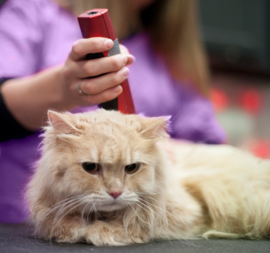 best clippers for persian cats