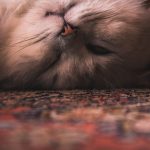 Common Facts About Persian Cats That You Should Know